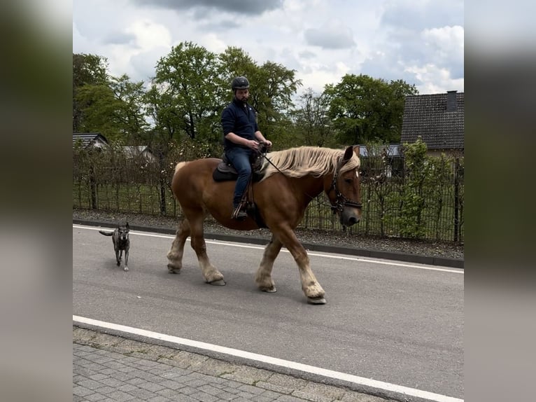 Belgisch trekpaard Merrie 15 Jaar 173 cm Vos in Daleiden