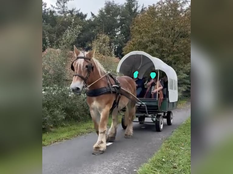 Belgisch trekpaard Merrie 17 Jaar 170 cm Vos in Voorst