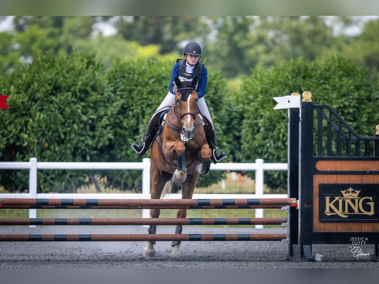 Belgisch trekpaard Merrie 18 Jaar 183 cm Palomino in Leesburg