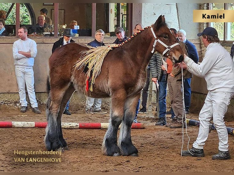 Belgisch trekpaard Merrie 1 Jaar Blauwschimmel in Denderbelle