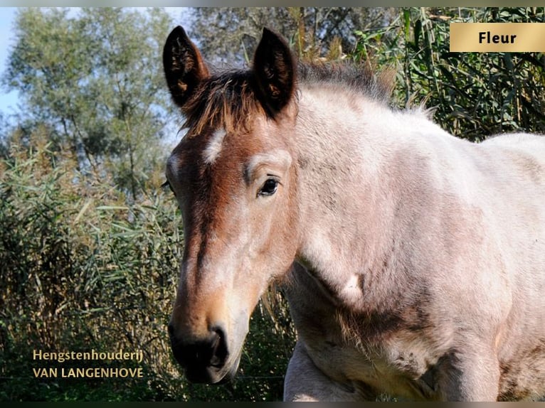 Belgisch trekpaard Merrie 1 Jaar Blauwschimmel in Denderbelle