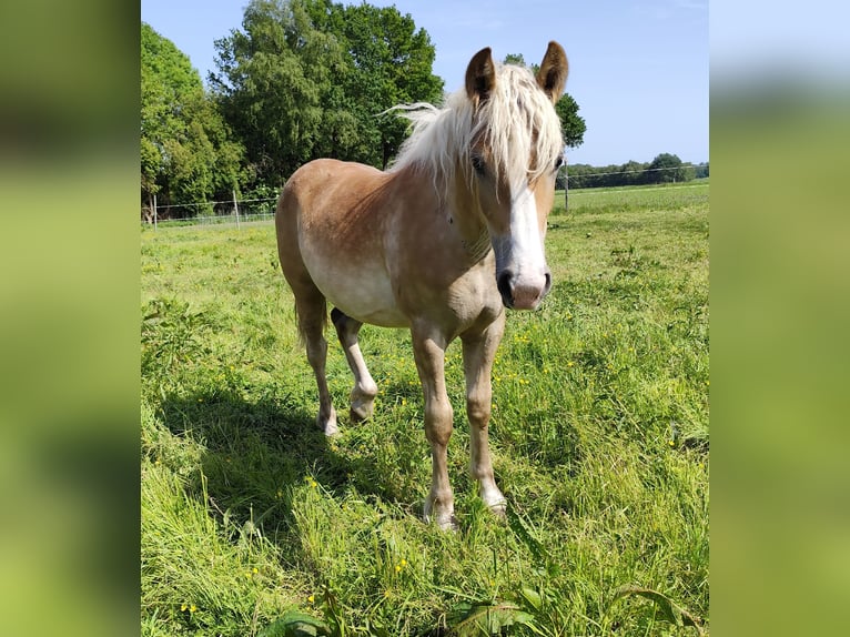 Belgisch trekpaard Mix Merrie 1 Jaar Vos in Beverstedt