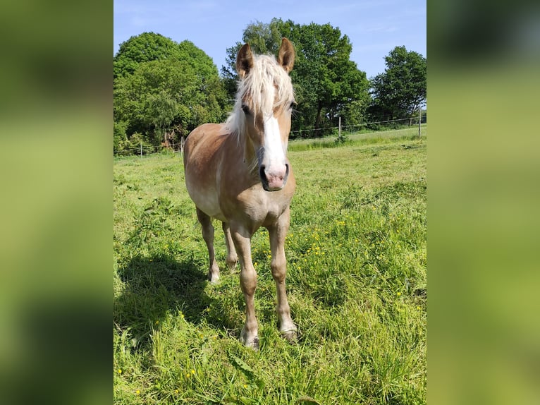 Belgisch trekpaard Mix Merrie 1 Jaar Vos in Beverstedt