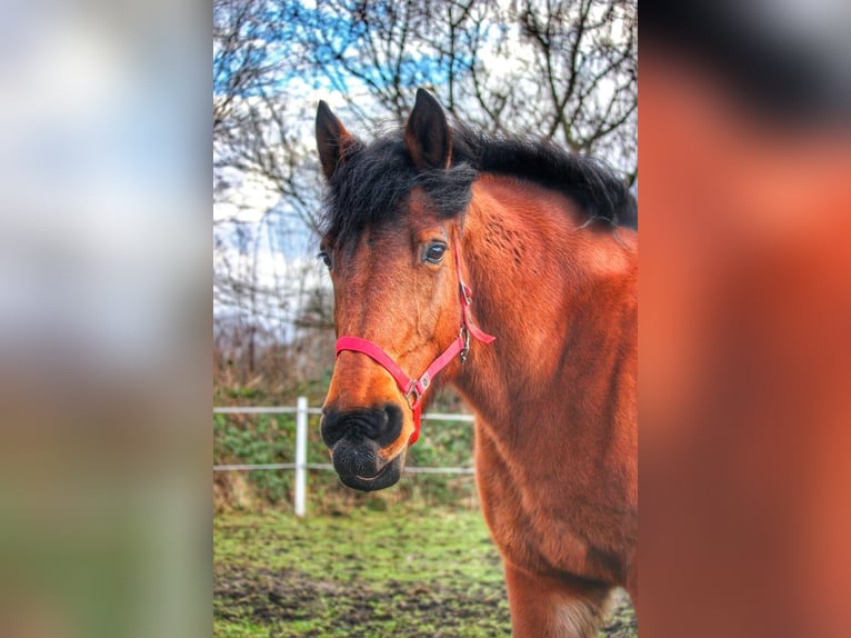 Belgisch trekpaard Merrie 20 Jaar 165 cm Bruin in Oberhausen