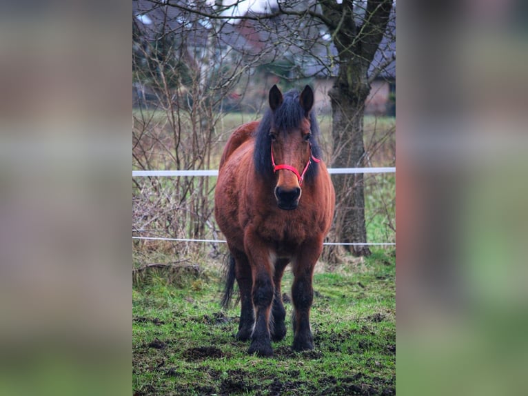 Belgisch trekpaard Merrie 20 Jaar 165 cm Bruin in Oberhausen