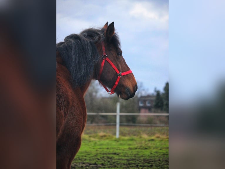 Belgisch trekpaard Merrie 20 Jaar 165 cm Bruin in Oberhausen