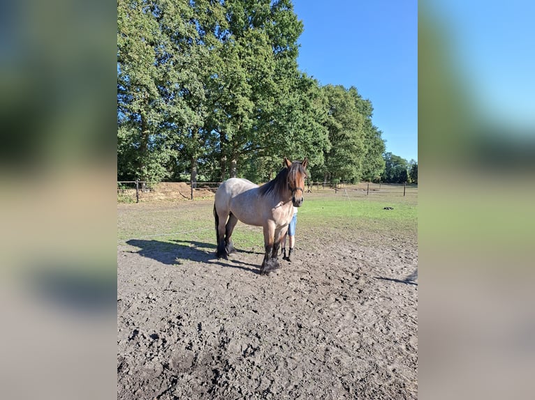Belgisch trekpaard Merrie 2 Jaar 163 cm Roan-Bay in Bentelo
