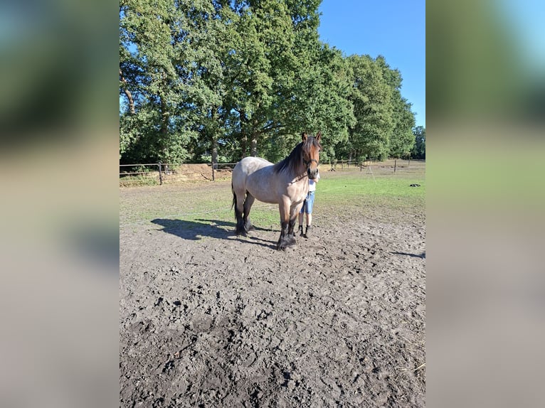 Belgisch trekpaard Merrie 2 Jaar 163 cm Roan-Bay in Bentelo