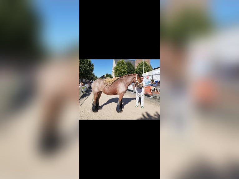 Belgisch trekpaard Merrie 3 Jaar 170 cm Roan-Bay in Pieterburen