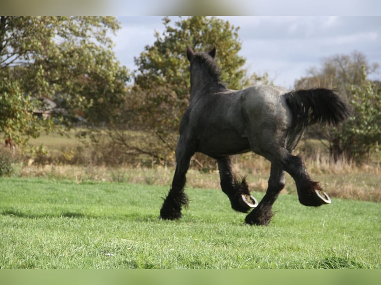 Belgisch trekpaard Merrie 3 Jaar Blauwschimmel in Herdersem
