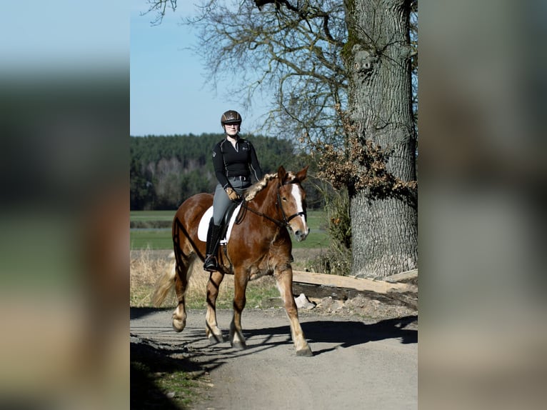 Belgisch trekpaard Merrie 4 Jaar 158 cm Vos in Weiden