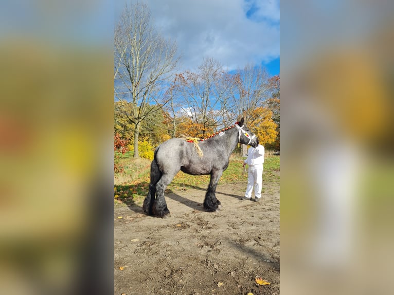 Belgisch trekpaard Merrie 4 Jaar Blauwschimmel in Herdersem