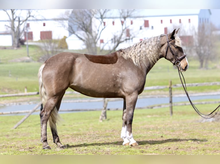 Belgisch trekpaard Mix Merrie 4 Jaar Palomino in Gap