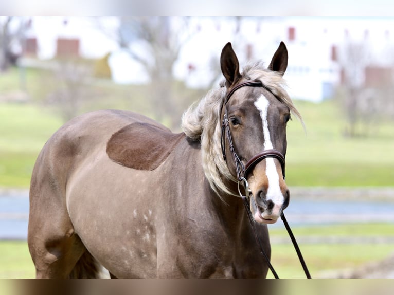 Belgisch trekpaard Mix Merrie 4 Jaar Palomino in Gap
