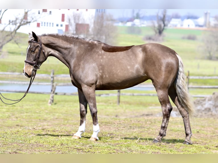 Belgisch trekpaard Mix Merrie 4 Jaar Palomino in Gap