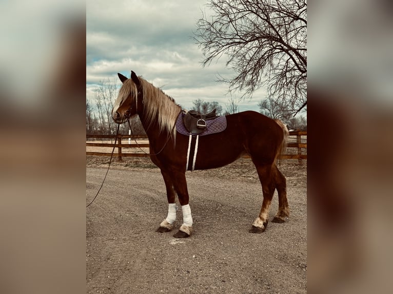 Belgisch trekpaard Merrie 5 Jaar 188 cm Roodvos in Fort Collins