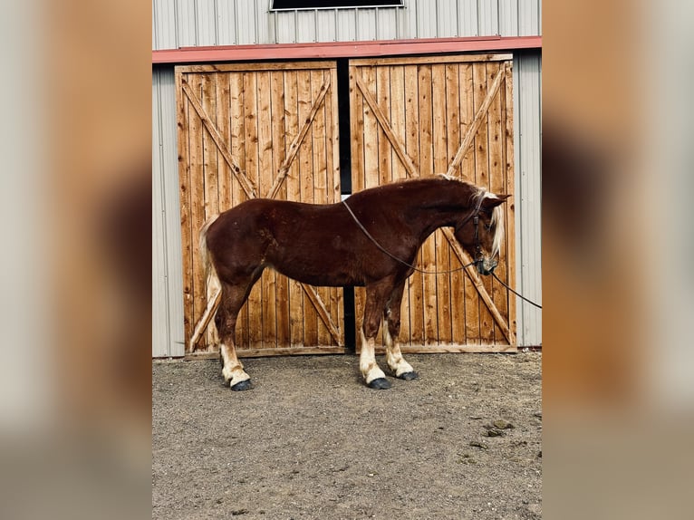 Belgisch trekpaard Merrie 5 Jaar 188 cm Roodvos in Fort Collins