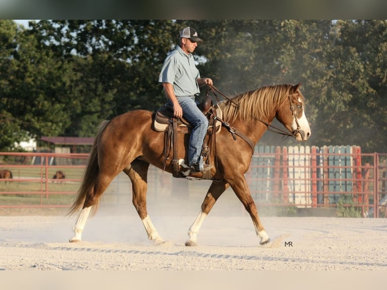 Belgisch trekpaard Mix Merrie 7 Jaar Donkere-vos in Williamsburg