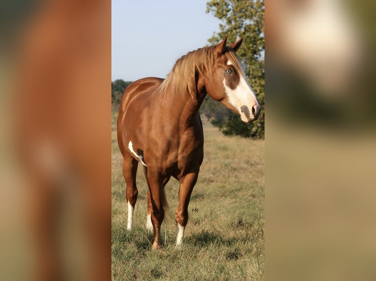 Belgisch trekpaard Mix Merrie 7 Jaar Donkere-vos in Williamsburg