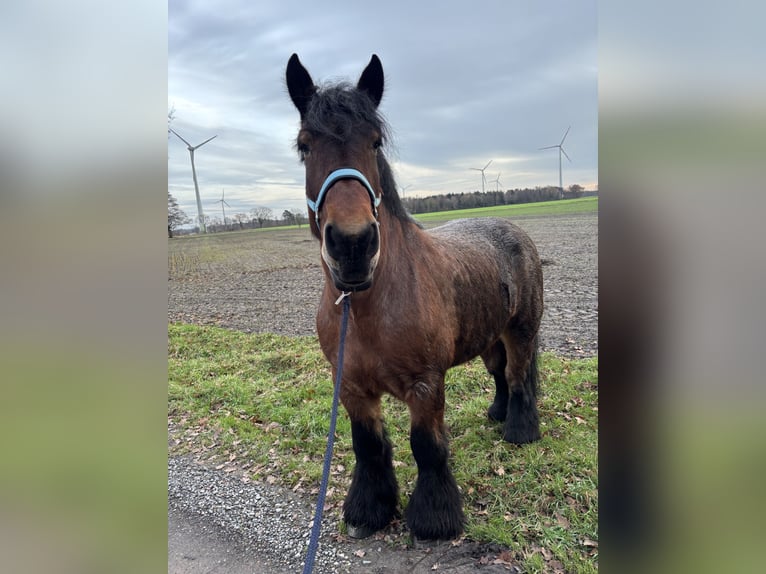 Belgisch trekpaard Merrie 8 Jaar 165 cm Roodbruin in Walsrode