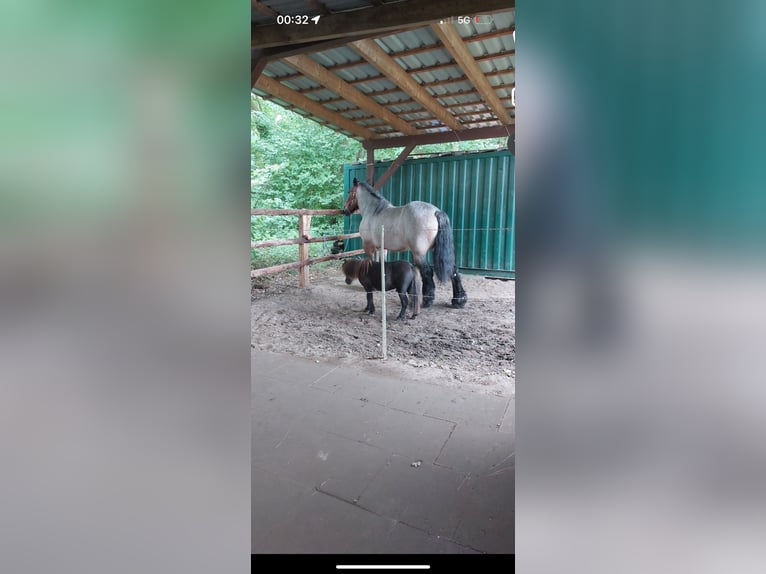 Belgisch trekpaard Merrie 8 Jaar 165 cm Roodbruin in Walsrode