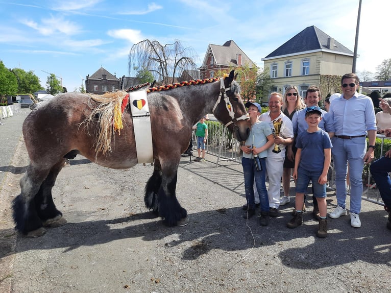 Belgisch trekpaard Merrie veulen (04/2024) Roan-Bay in Oosteeklo