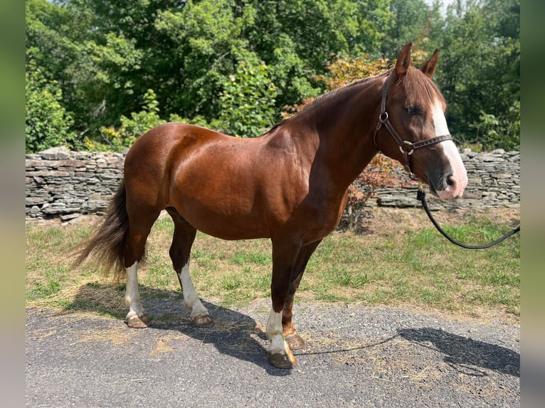 Belgisch trekpaard Ruin 10 Jaar 157 cm Roodvos in Everett Pa