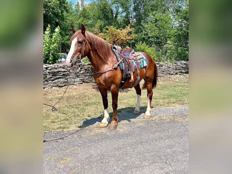 Belgisch trekpaard Ruin 10 Jaar 157 cm Roodvos in Everett Pa