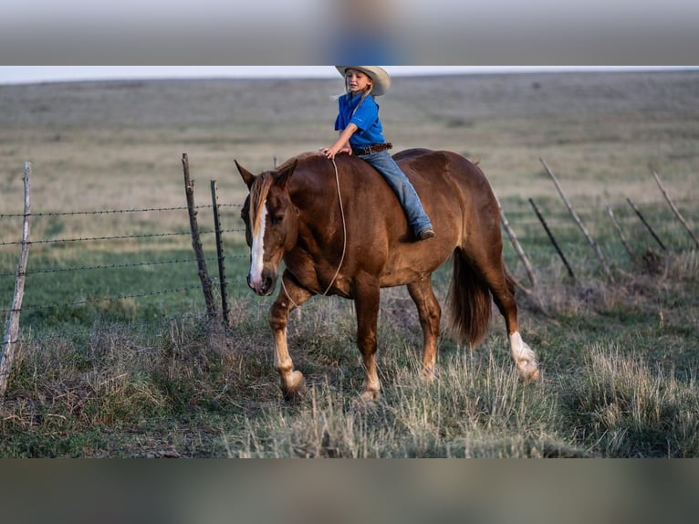 Belgisch trekpaard Mix Ruin 10 Jaar 157 cm Roodvos in Canyon