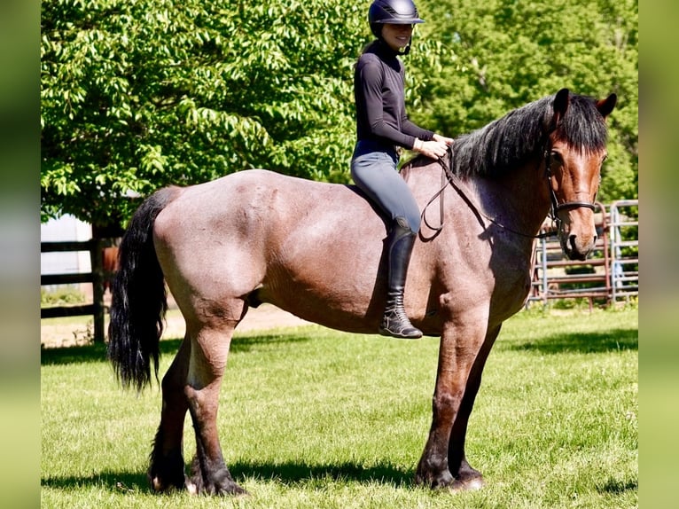 Belgisch trekpaard Mix Ruin 11 Jaar Roan-Red in Tuscarora