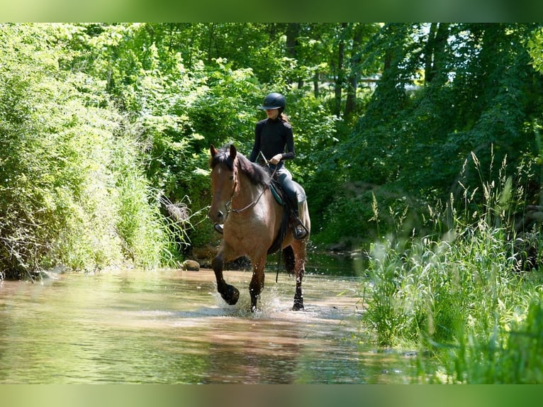 Belgisch trekpaard Mix Ruin 11 Jaar Roan-Red in Tuscarora