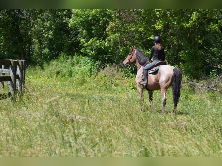 Belgisch trekpaard Mix Ruin 11 Jaar Roan-Red in Tuscarora