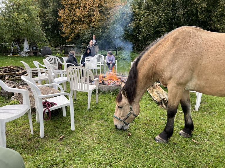 Belgisch trekpaard Ruin 12 Jaar 166 cm Falbe in Leverkusen