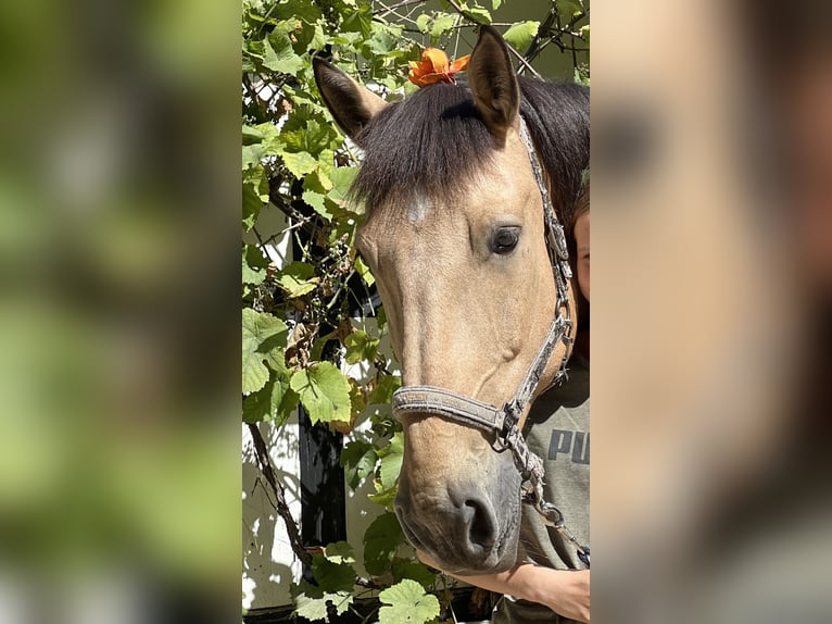 Belgisch trekpaard Ruin 12 Jaar 166 cm Falbe in Leverkusen