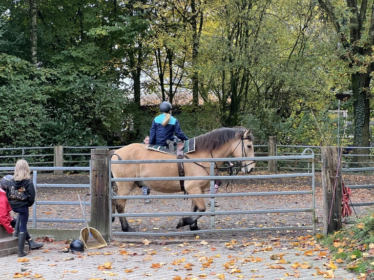 Belgisch trekpaard Ruin 12 Jaar 166 cm Falbe in Leverkusen