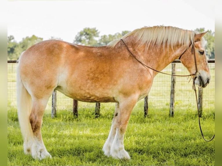 Belgisch trekpaard Ruin 13 Jaar 157 cm Roodvos in Weatherford TX