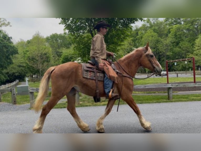 Belgisch trekpaard Ruin 13 Jaar 163 cm Roodvos in Chambersburg