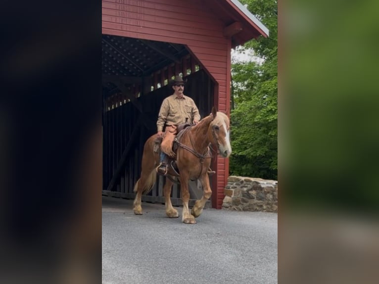 Belgisch trekpaard Ruin 13 Jaar 163 cm Roodvos in Chambersburg