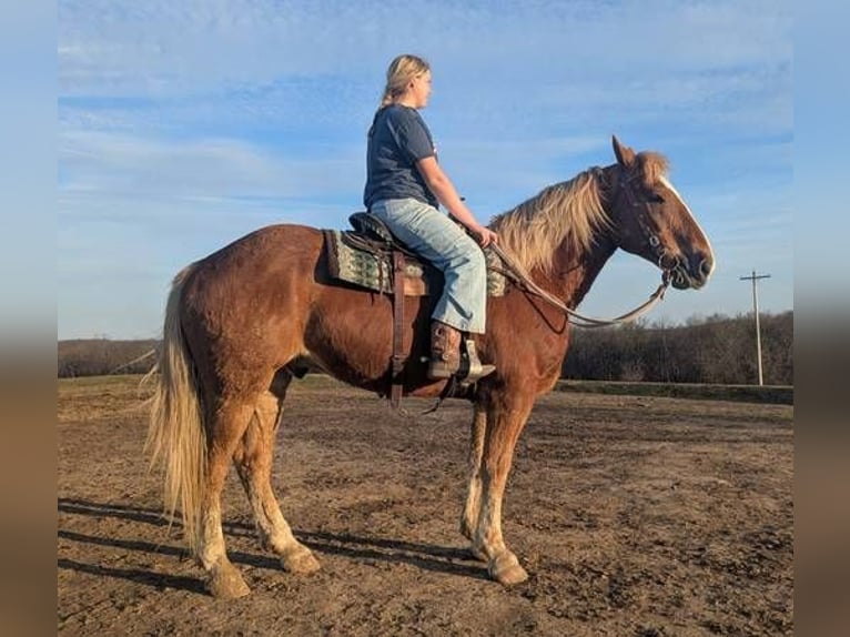 Belgisch trekpaard Mix Ruin 13 Jaar 165 cm Bruin in Lawson