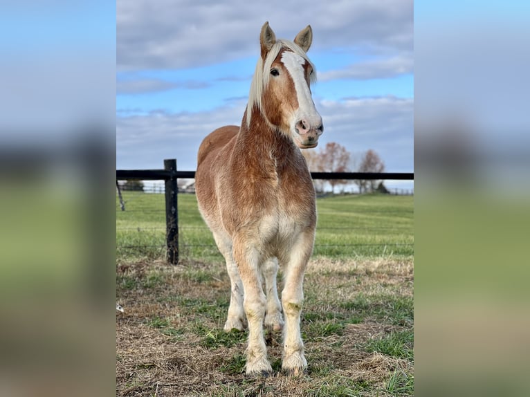 Belgisch trekpaard Ruin 13 Jaar 182 cm Lichtbruin in Lexington