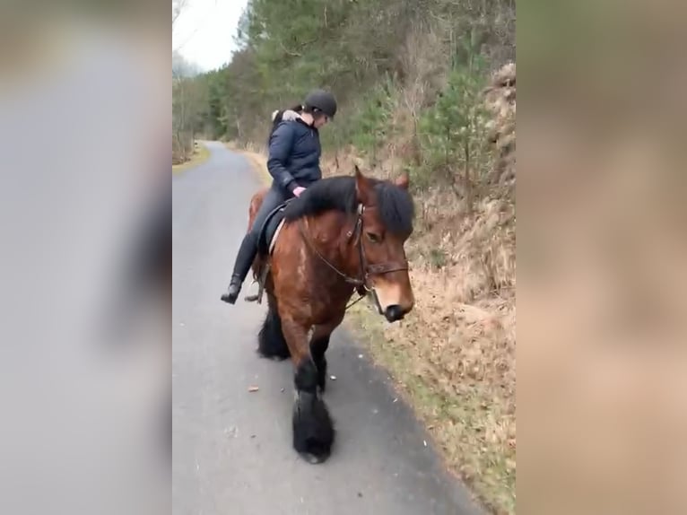 Belgisch trekpaard Ruin 13 Jaar in Obertilliach