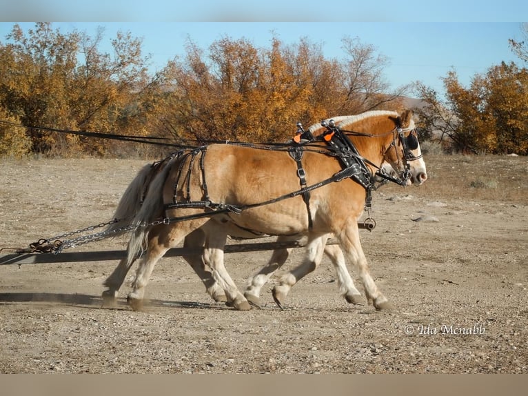 Belgisch trekpaard Mix Ruin 14 Jaar 152 cm Roodvos in Cody, WY
