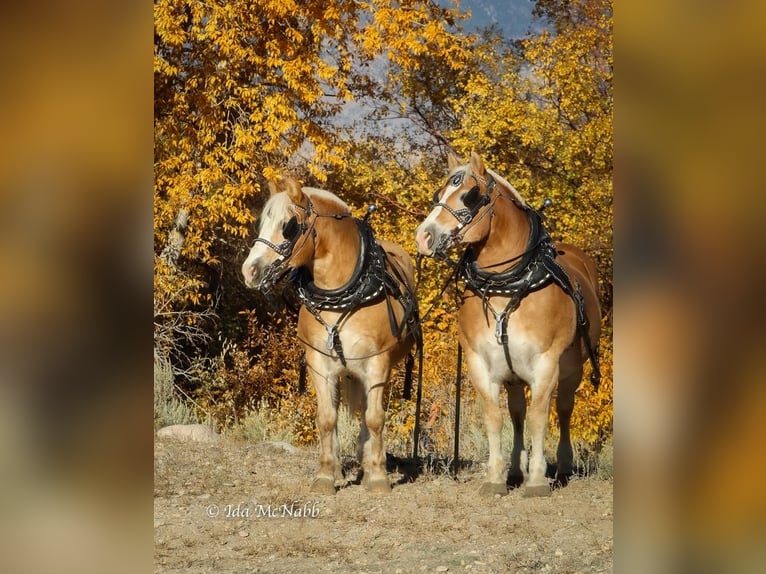Belgisch trekpaard Mix Ruin 14 Jaar 152 cm Roodvos in Cody, WY