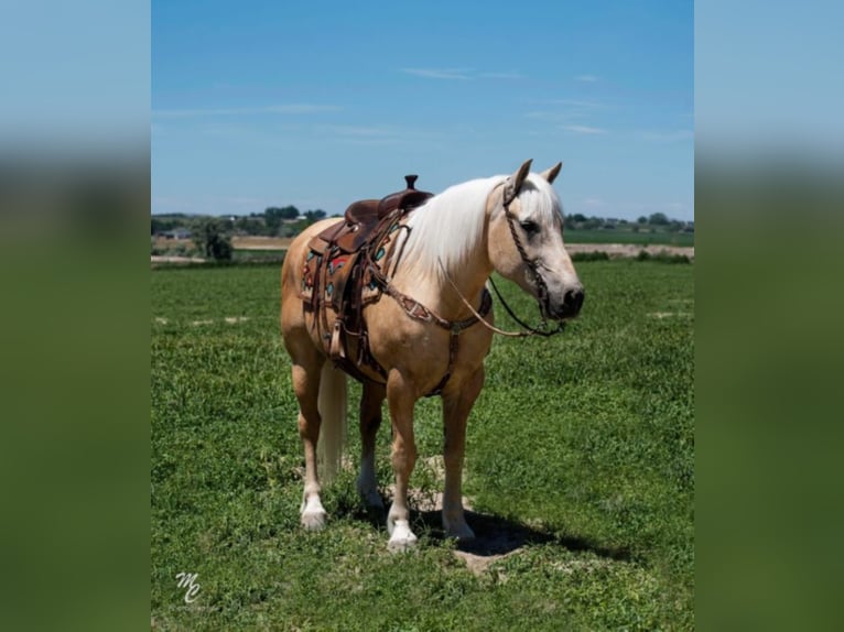 Belgisch trekpaard Ruin 16 Jaar 163 cm Palomino in Homedale ID