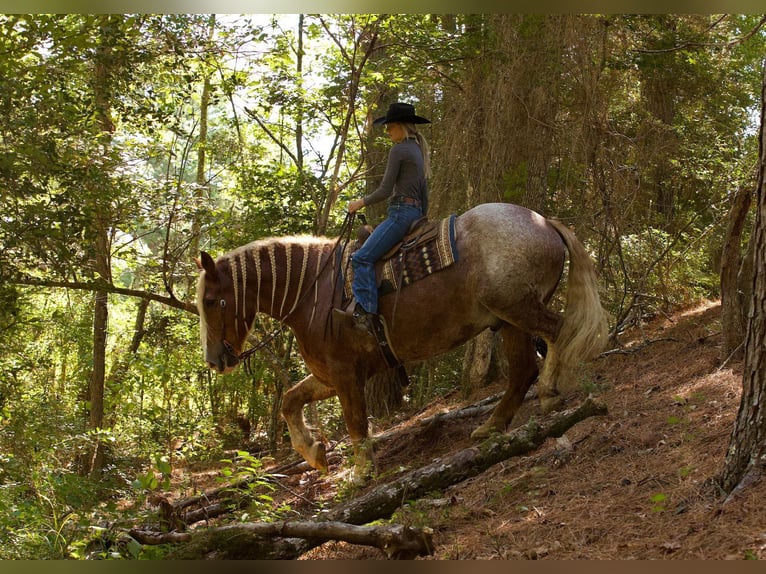 Belgisch trekpaard Ruin 17 Jaar Roan-Red in Huntsville TX