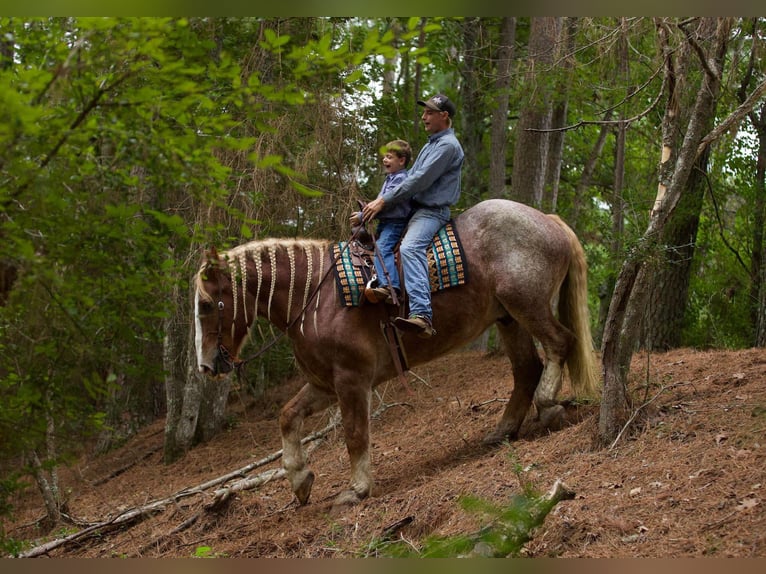 Belgisch trekpaard Ruin 17 Jaar Roan-Red in Huntsville TX