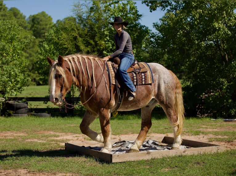 Belgisch trekpaard Ruin 17 Jaar Roan-Red in Huntsville TX