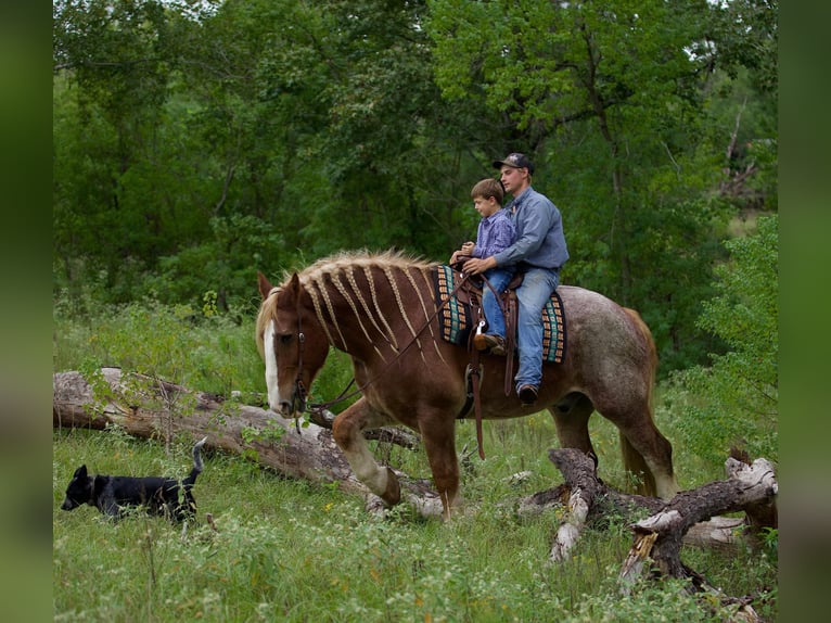 Belgisch trekpaard Ruin 17 Jaar Roan-Red in Huntsville TX