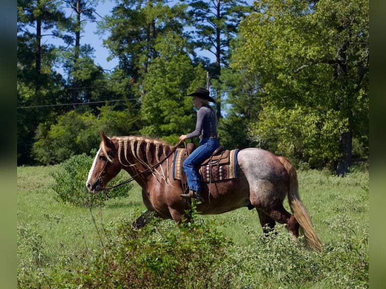 Belgisch trekpaard Ruin 17 Jaar Roan-Red in Huntsville TX