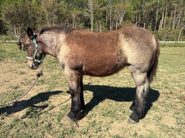 Belgisch trekpaard Ruin 1 Jaar 132 cm in Mc Cormick